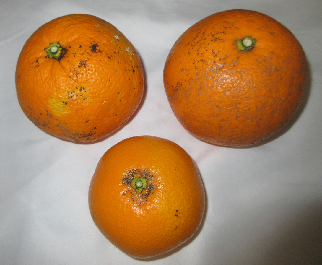 八朔のB級品 八朔のB級品