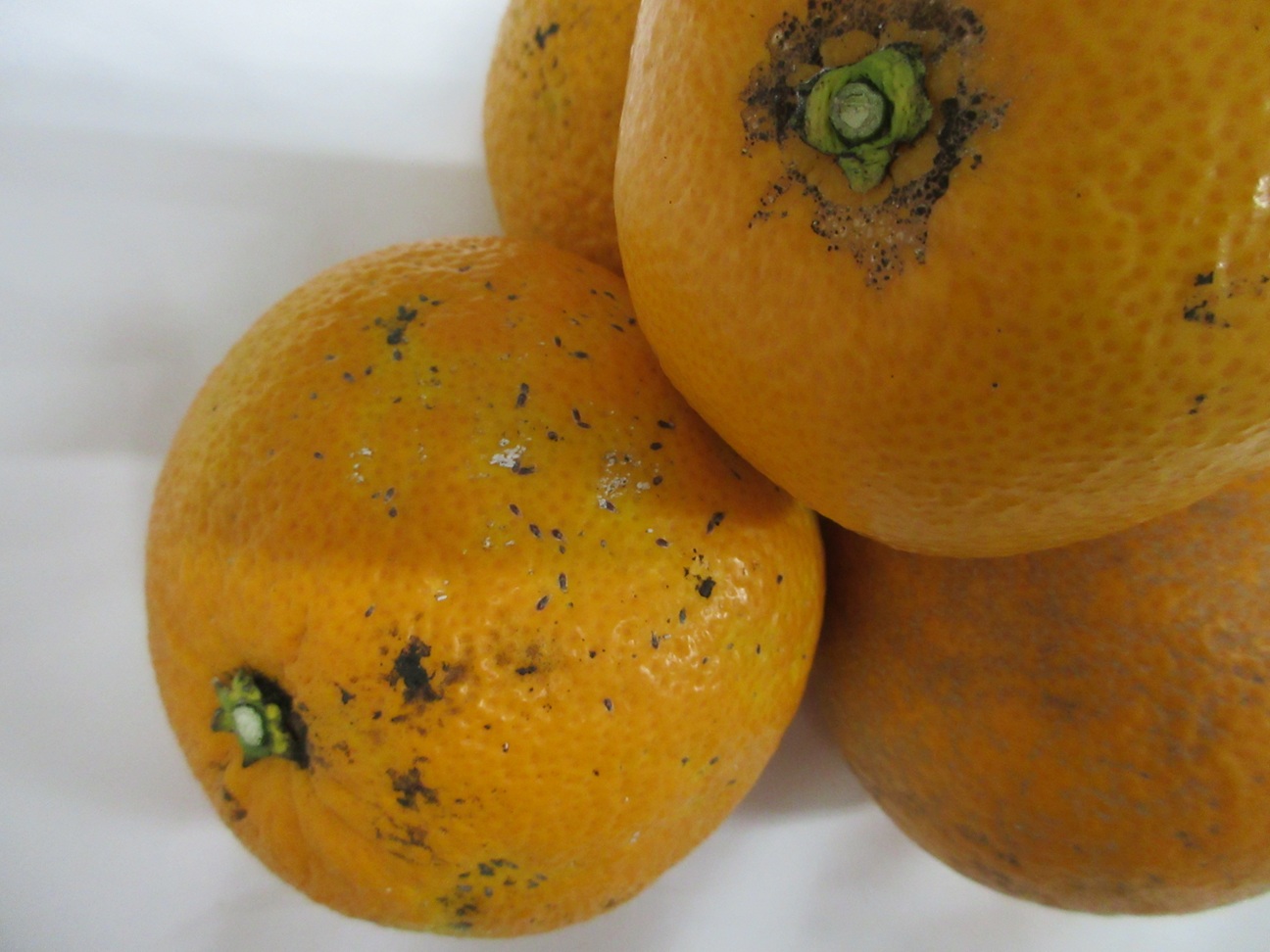 八朔のB級品2 八朔のB級品2